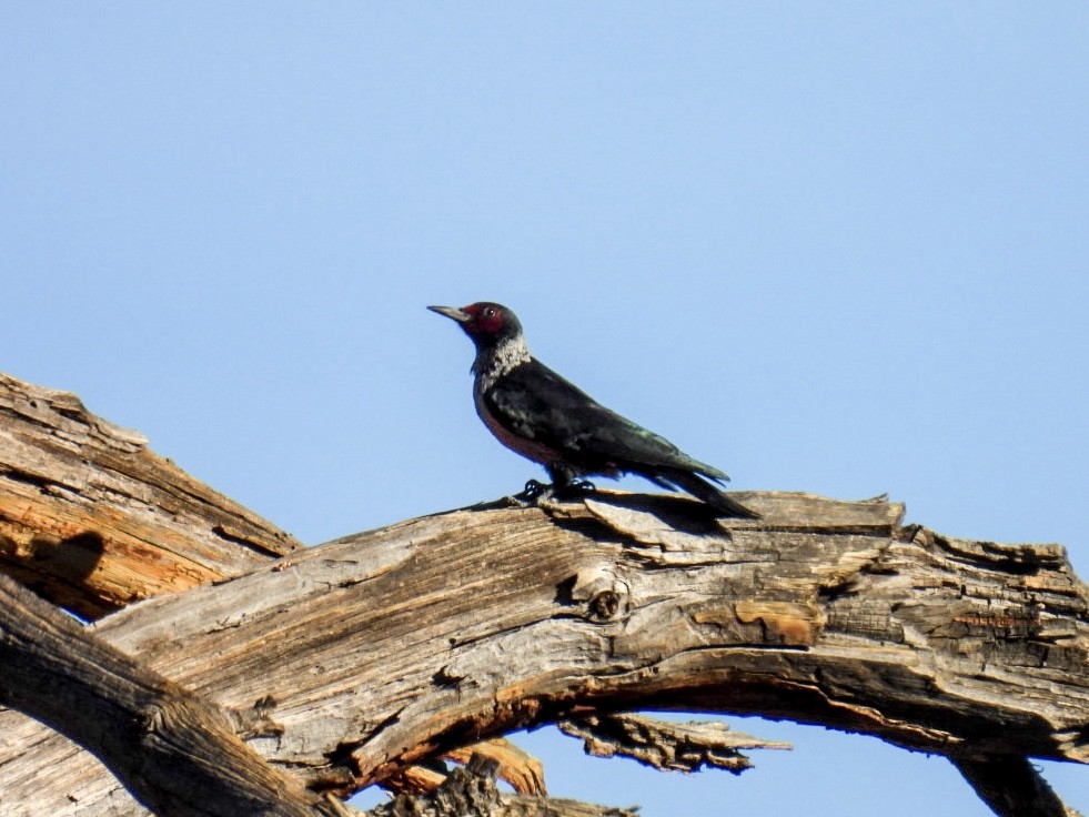 Lewis's Woodpecker - ML645038509