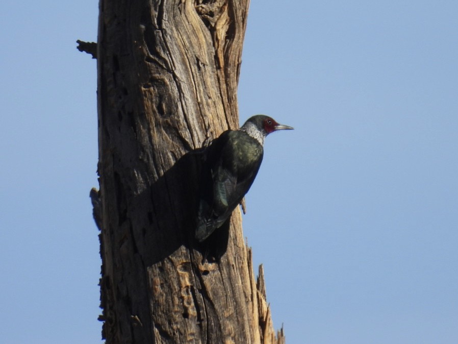Lewis's Woodpecker - ML645038510