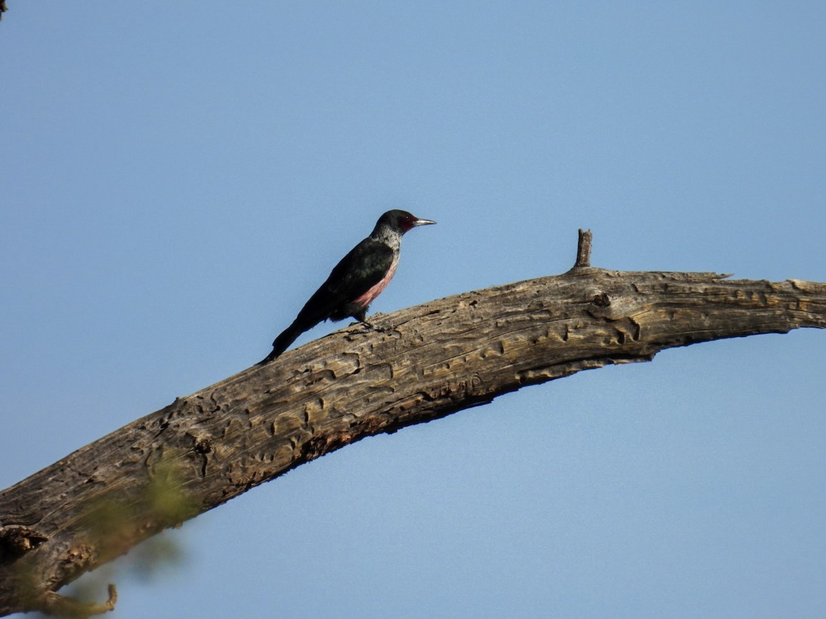 Lewis's Woodpecker - ML645038511