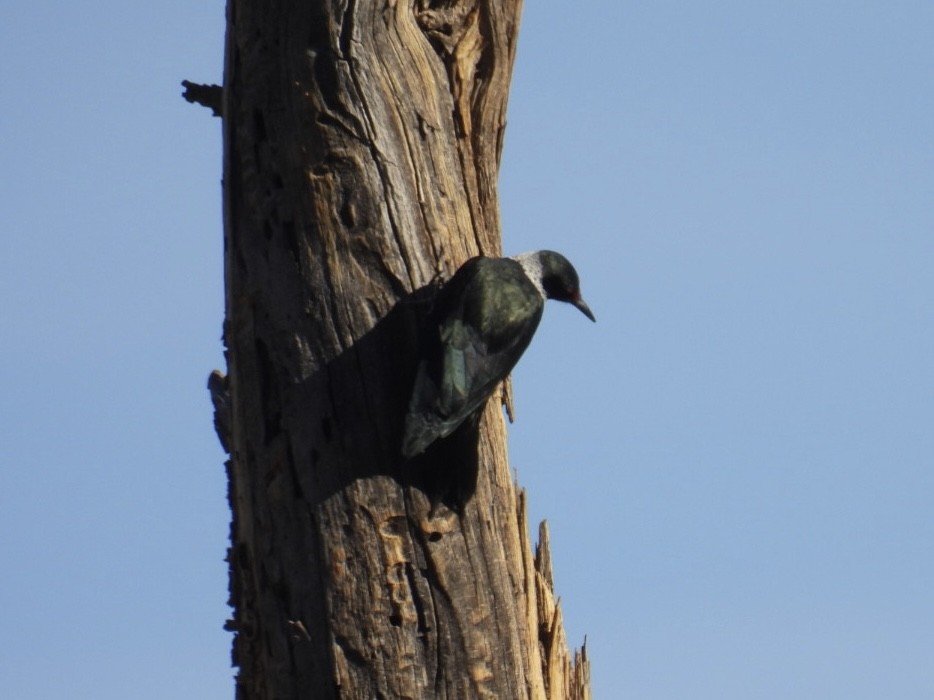 Lewis's Woodpecker - ML645038512