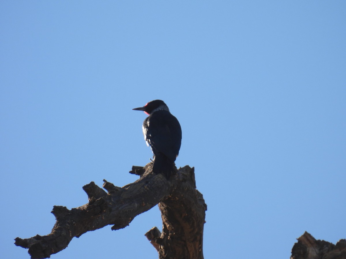 Lewis's Woodpecker - ML645038513