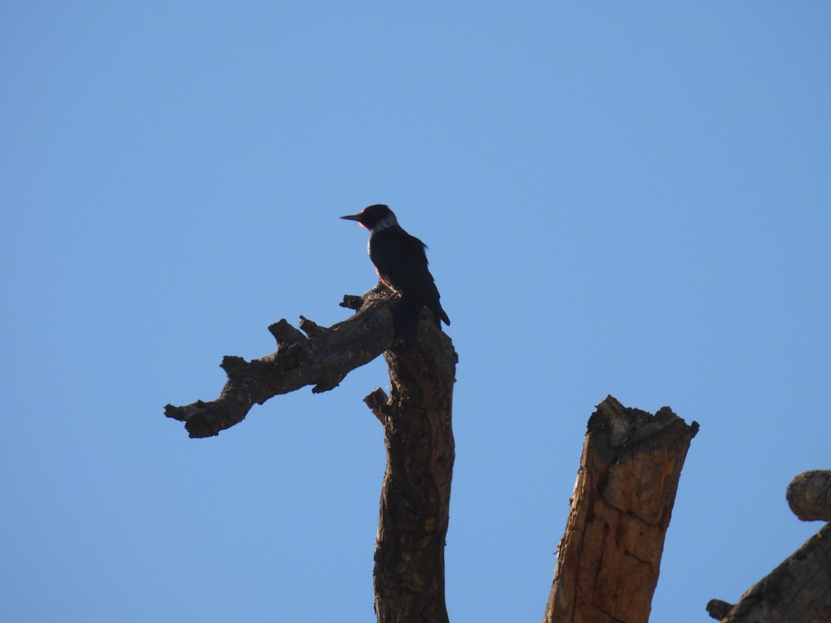 Lewis's Woodpecker - ML645038514