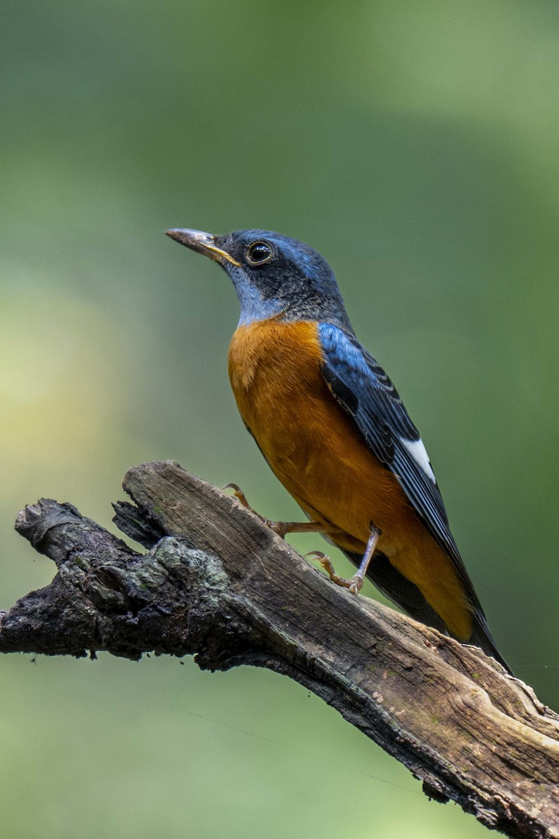 Blue-capped Rock-Thrush - ML645038539