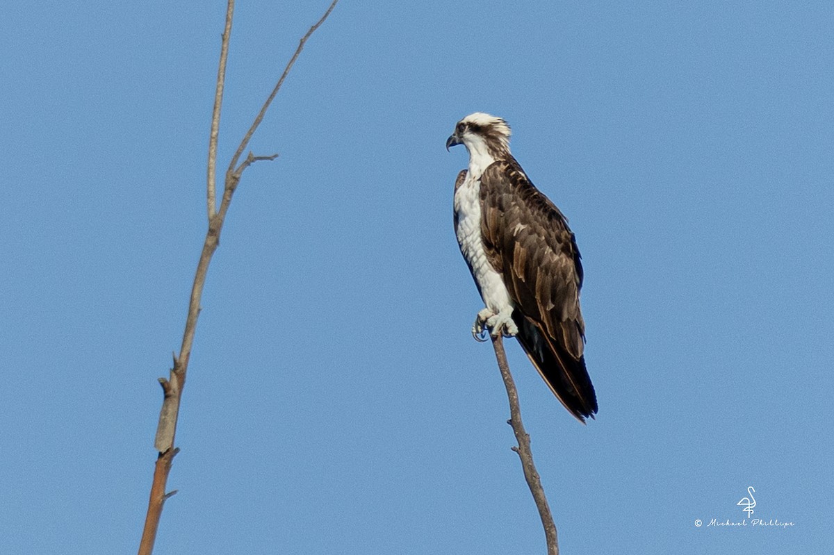 Osprey - ML645038550