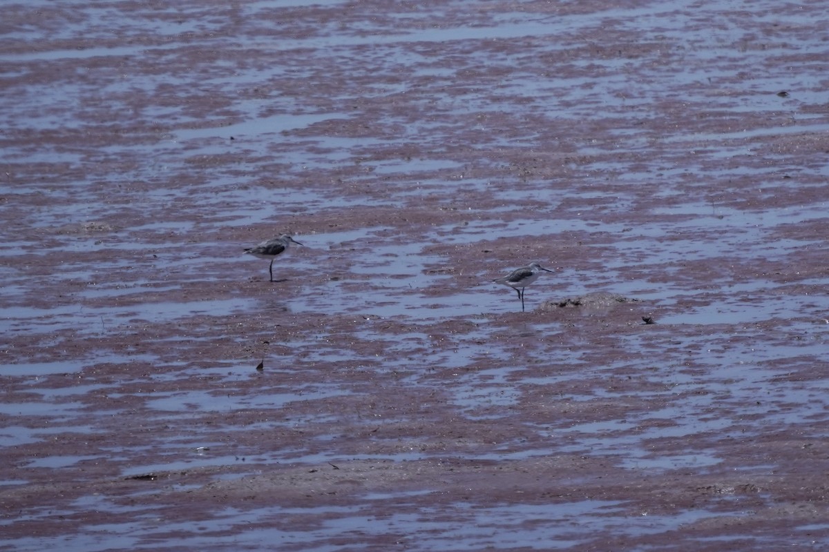 Common Greenshank - ML645038560
