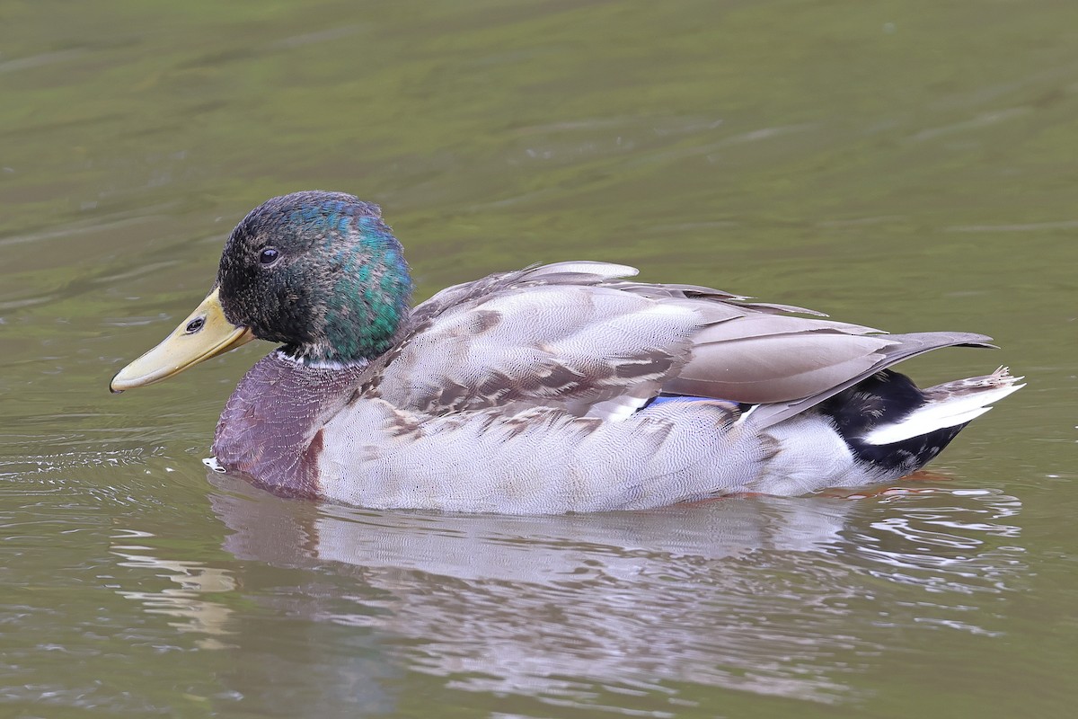 Mallard - ML645038564