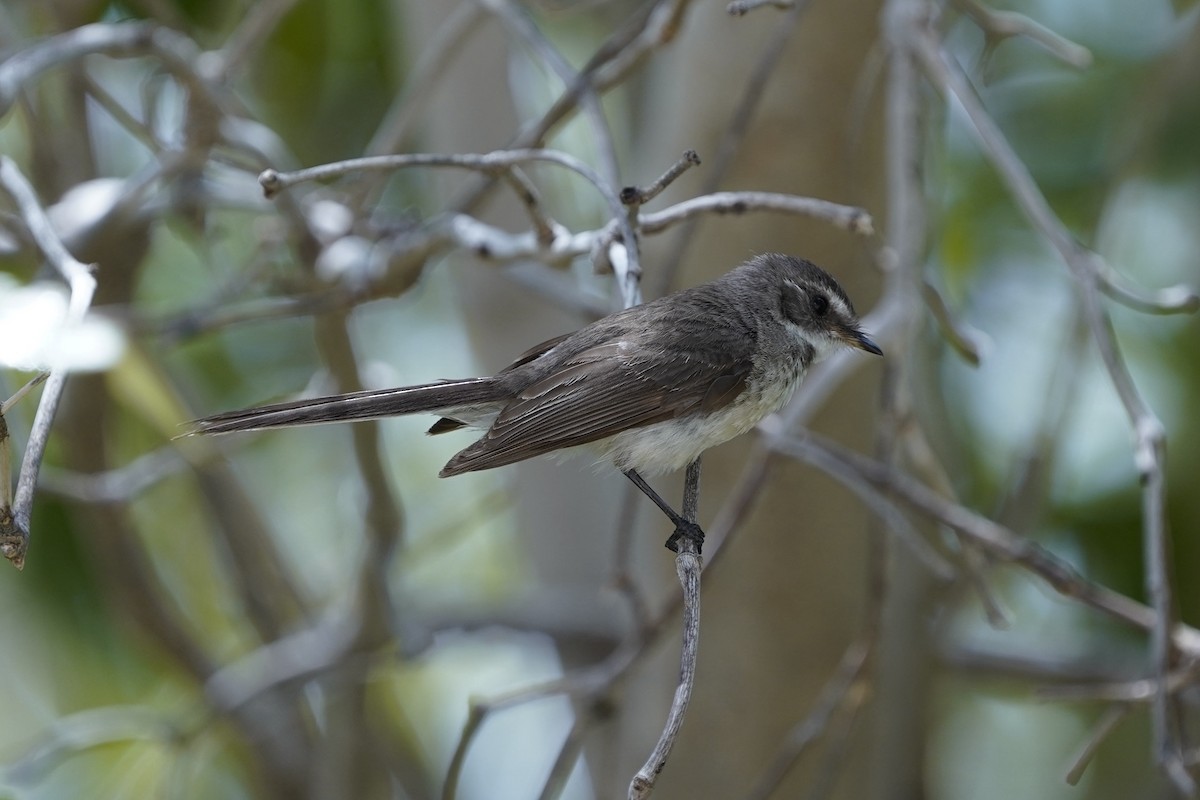 Mangrove Fantail - ML645038565