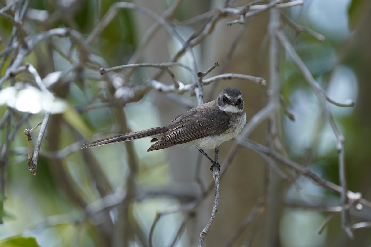 Mangrove Fantail - ML645038566