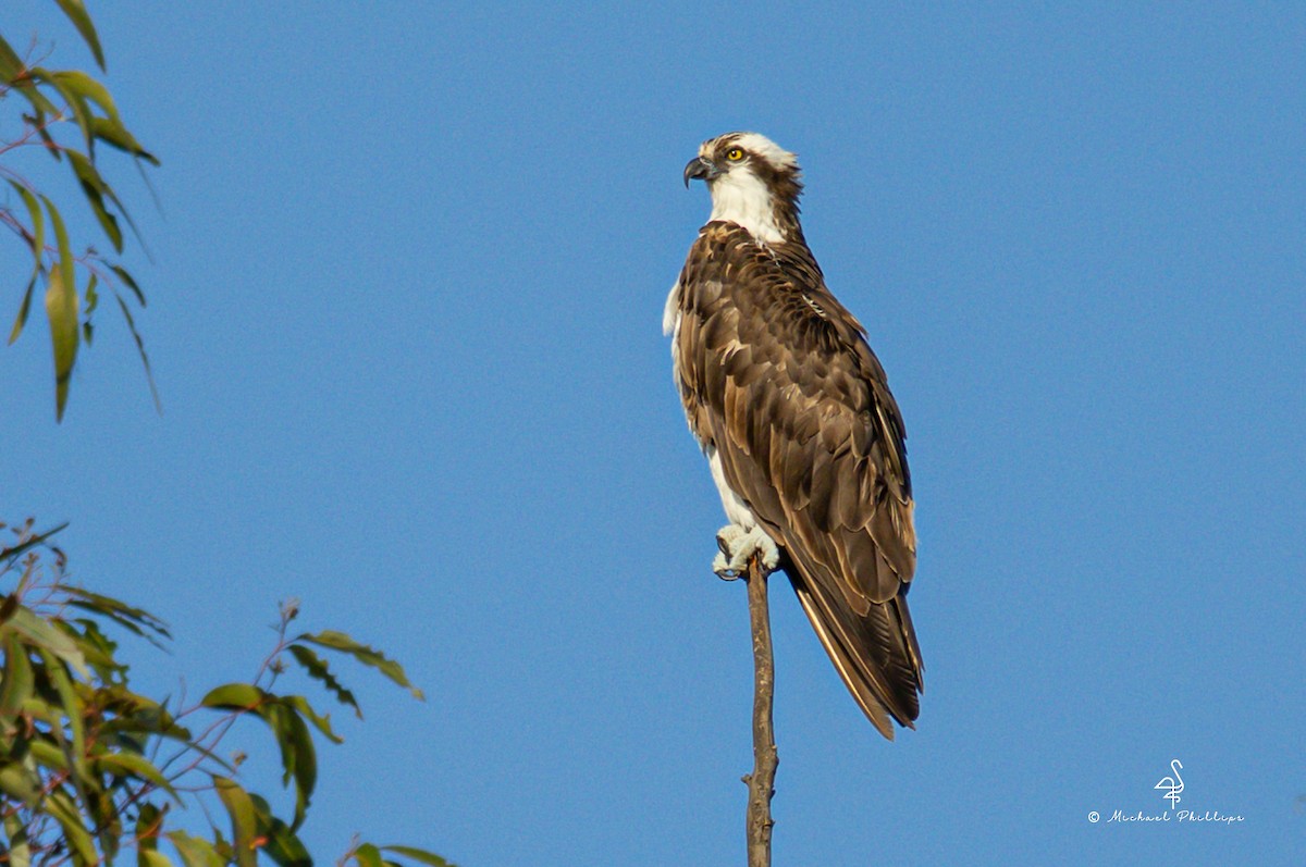Osprey - ML645038583