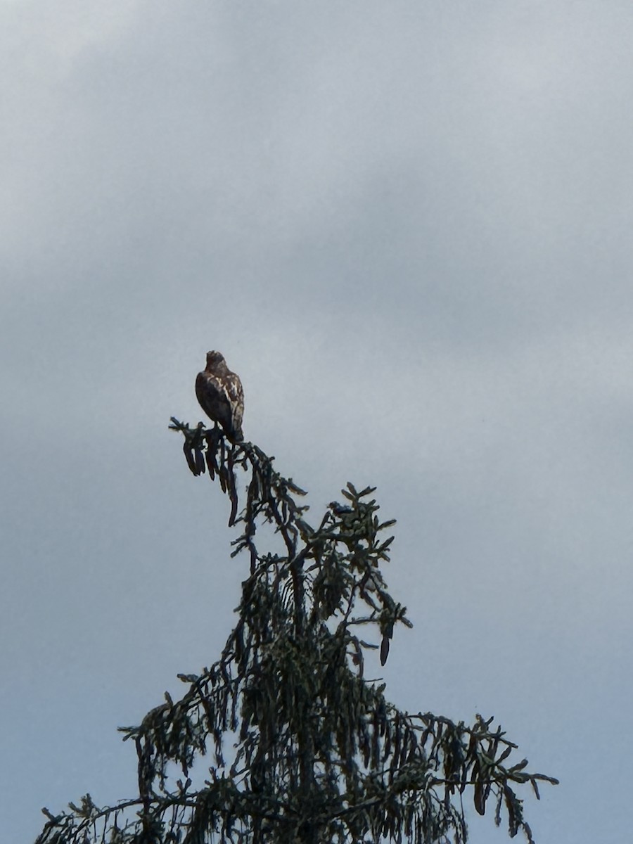 Geai bleu - ML645038584