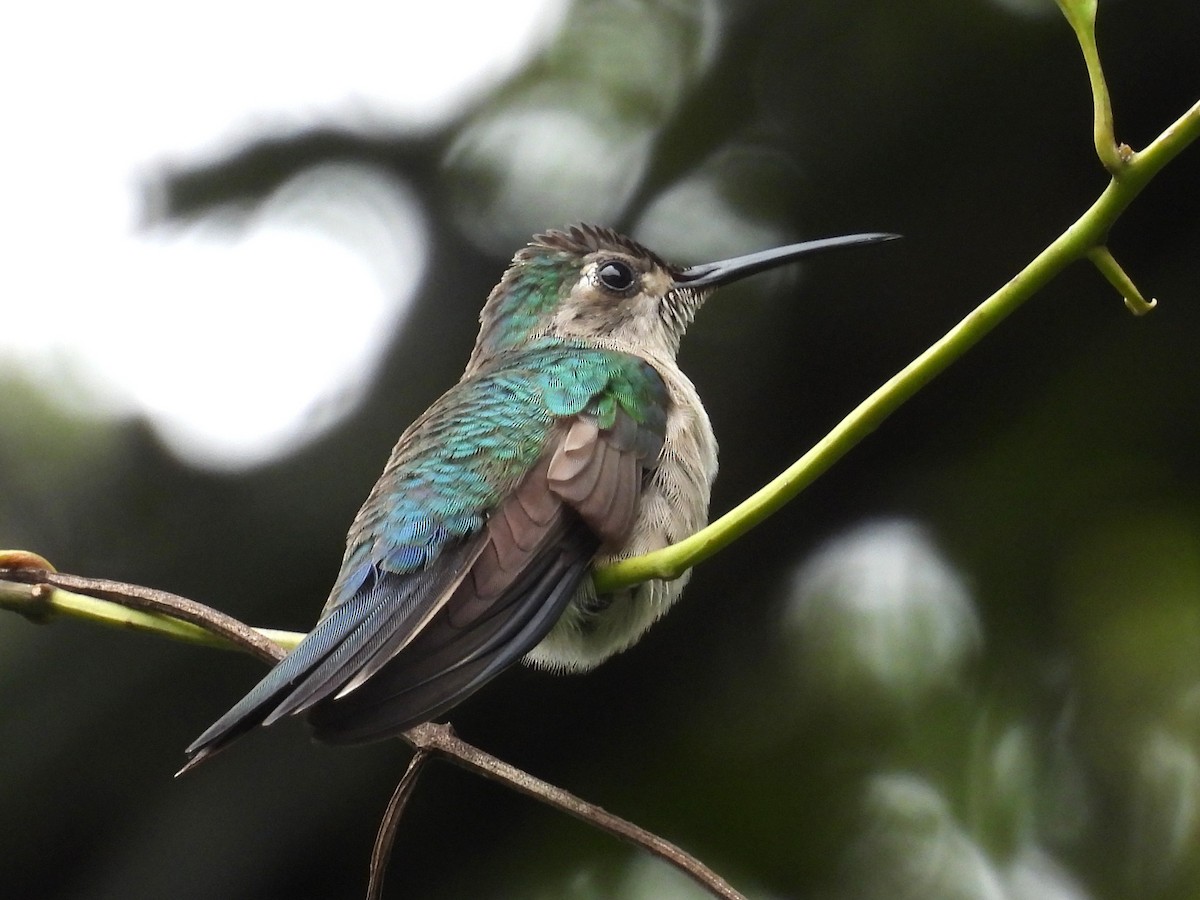 Колібрі-шаблекрил юкатанський - ML645038591