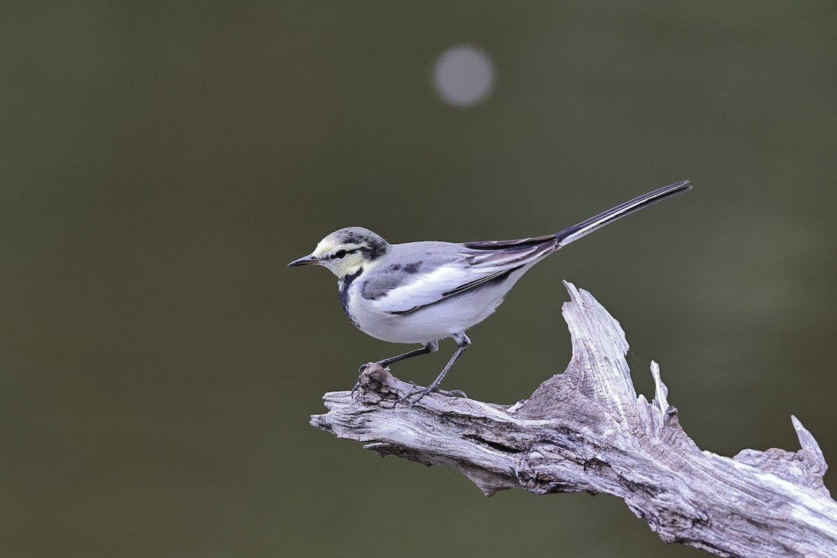 White Wagtail - ML645038596