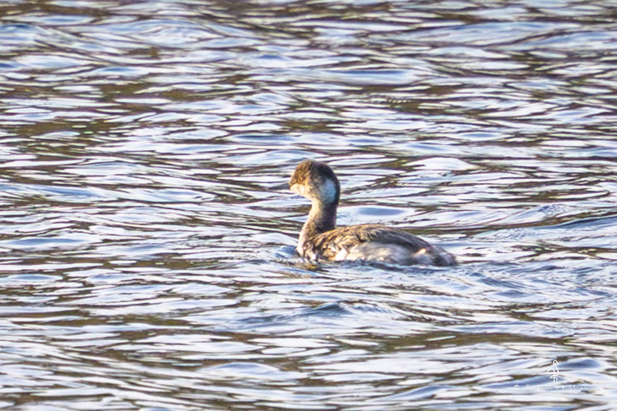 黑頸鸊鷉 - ML645038599