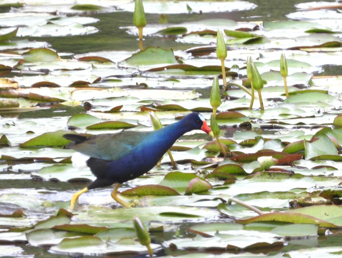 Uroilo urdin amerikarra - ML645038623