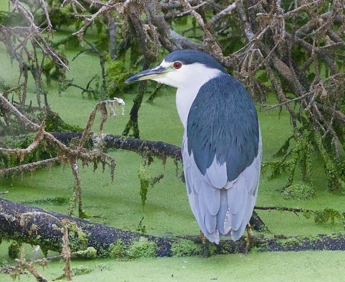 Nitticora - ML645038647