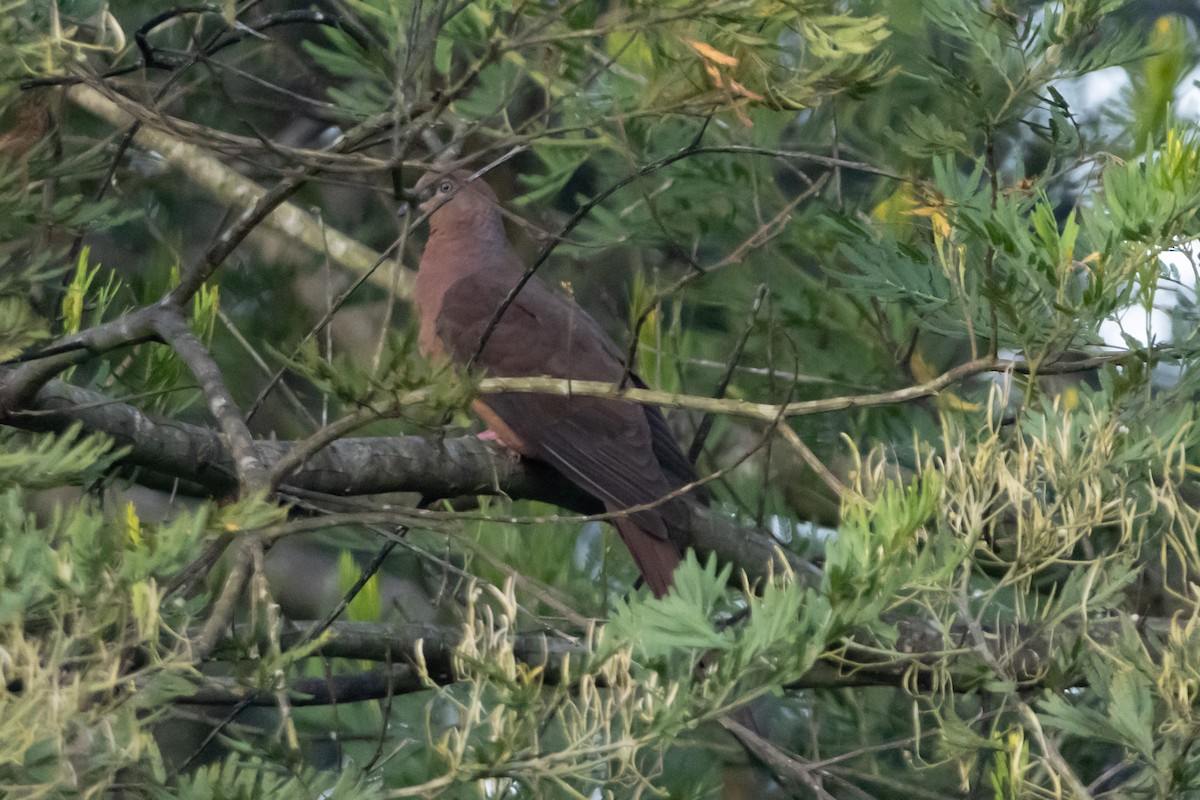 Maronentaube - ML645038665