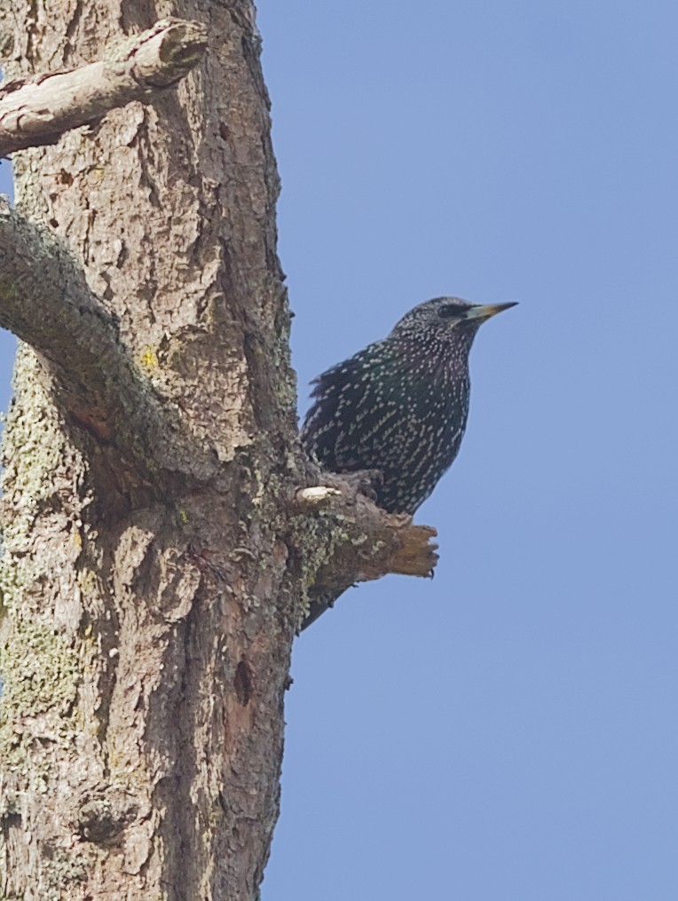 Storno - ML645038667