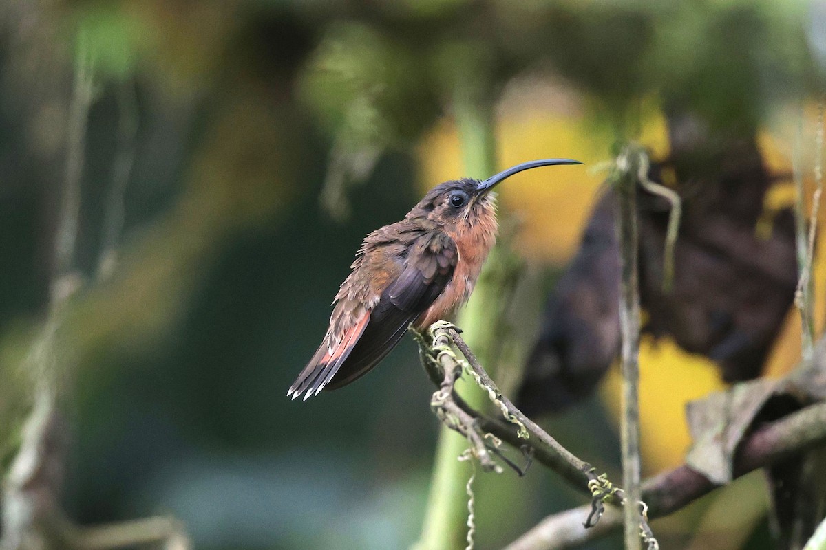 Bronzy Hermit - ML645038693