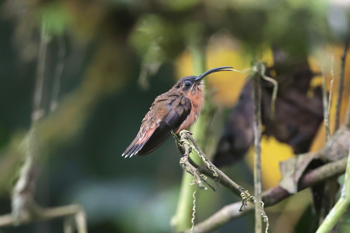 Bronzy Hermit - ML645038694