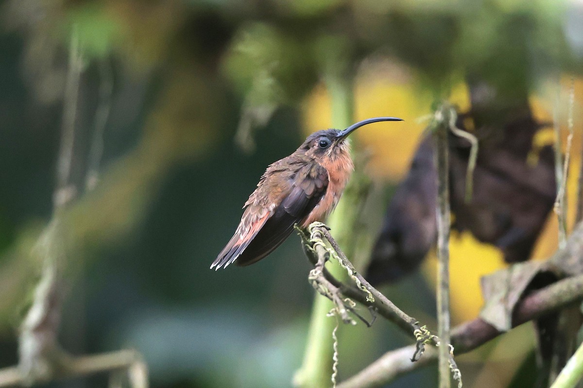 Bronzy Hermit - ML645038695