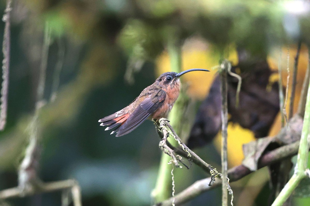 Bronzy Hermit - ML645038696