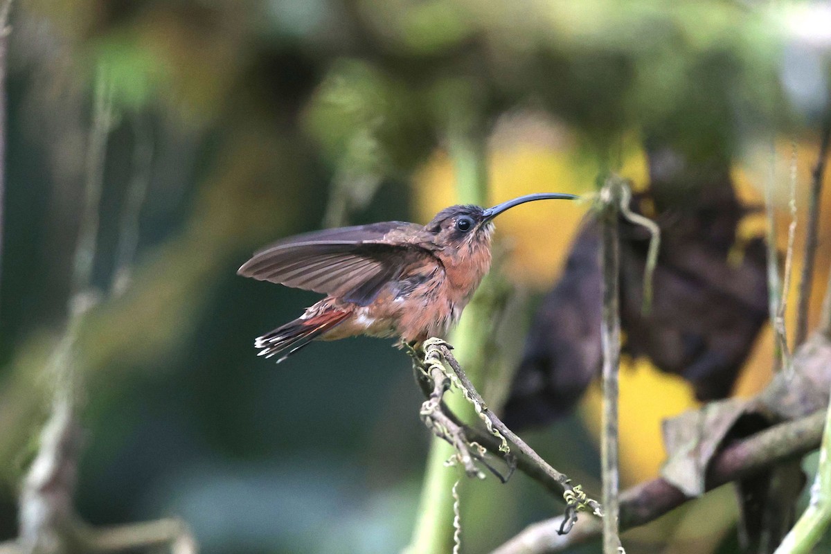 Bronzy Hermit - ML645038697