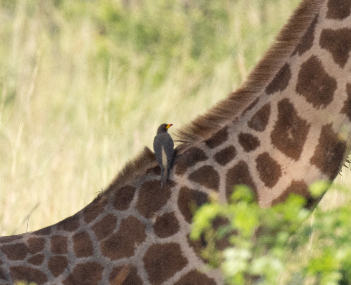 Yellow-billed Oxpecker - ML645038723