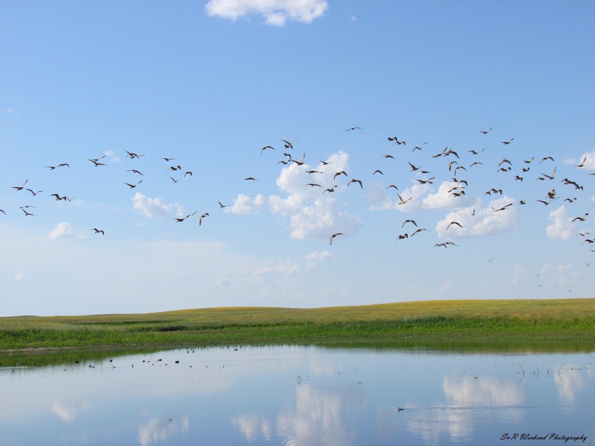 Кульон американський - ML645038726