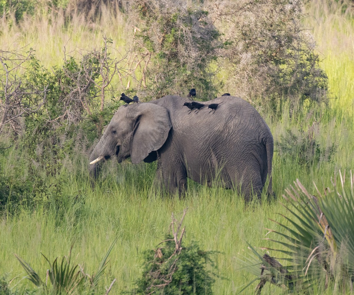 svartskjære - ML645038728