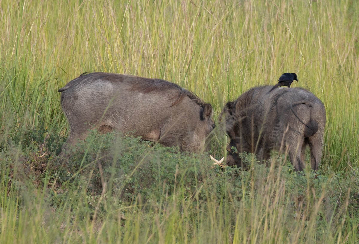 svartskjære - ML645038731