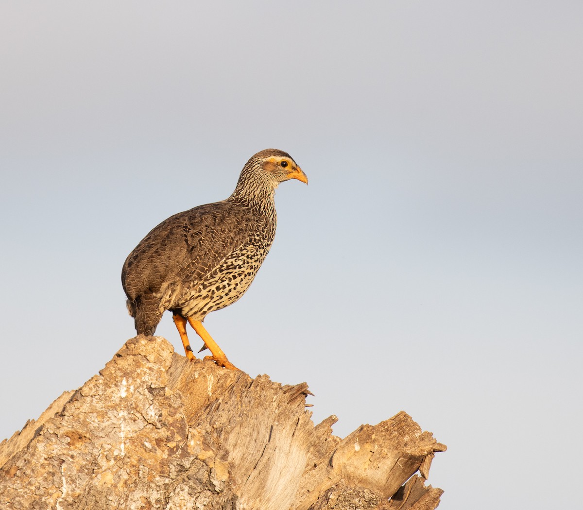 Heuglin's Spurfowl - ML645038753
