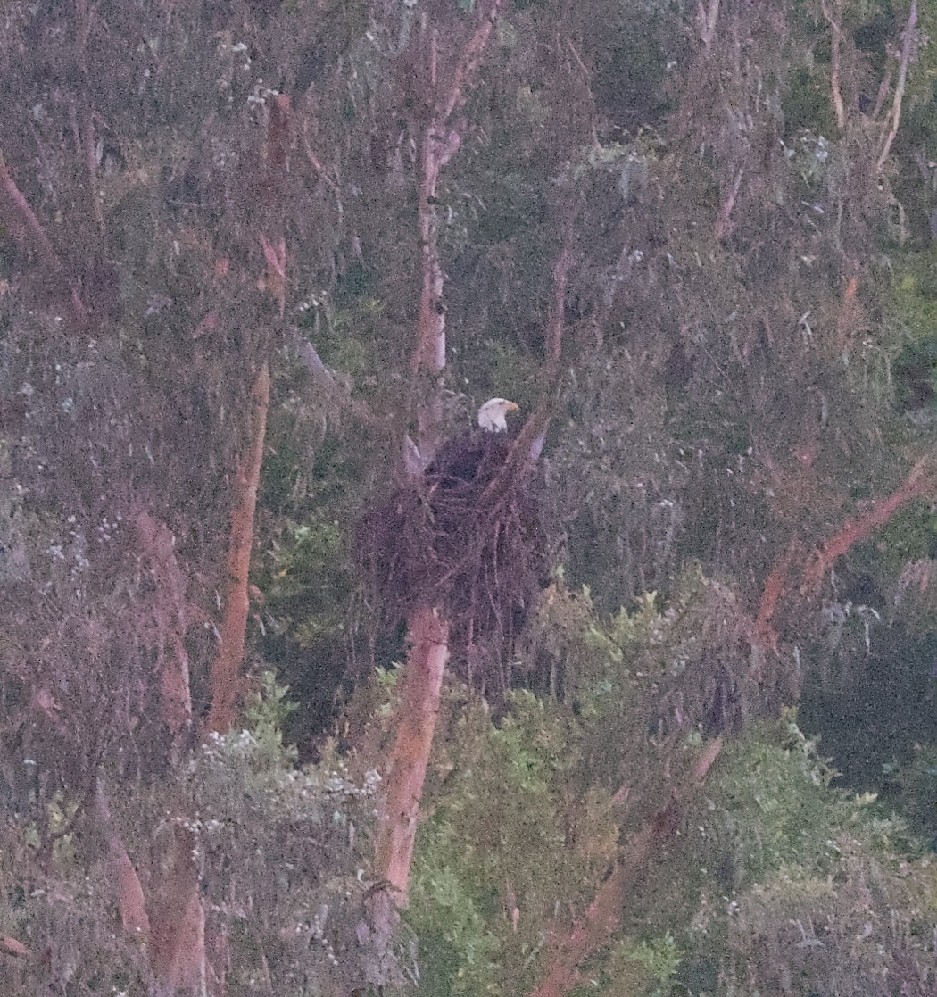 Bald Eagle - ML645038754