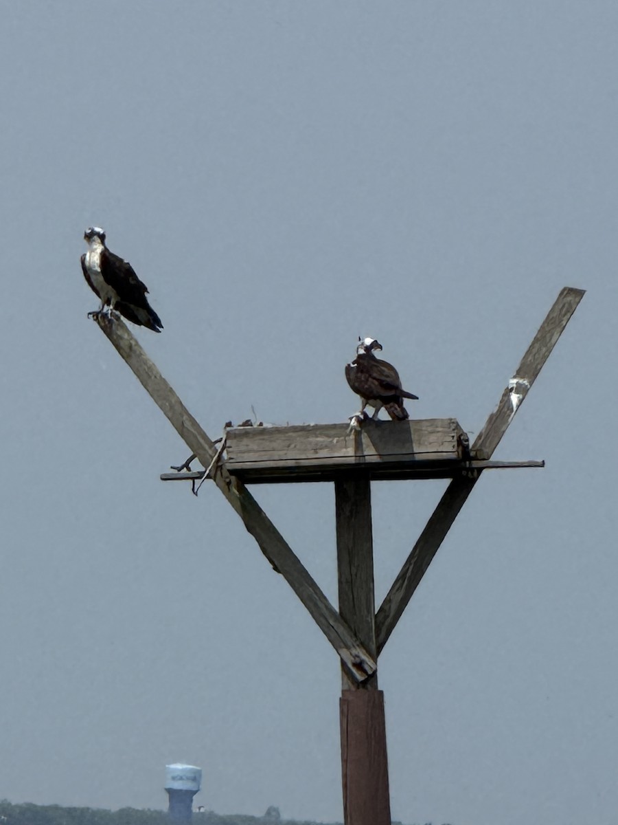 Osprey - ML645038764