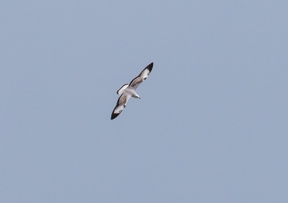 Gaviota Centroasiática - ML645038775