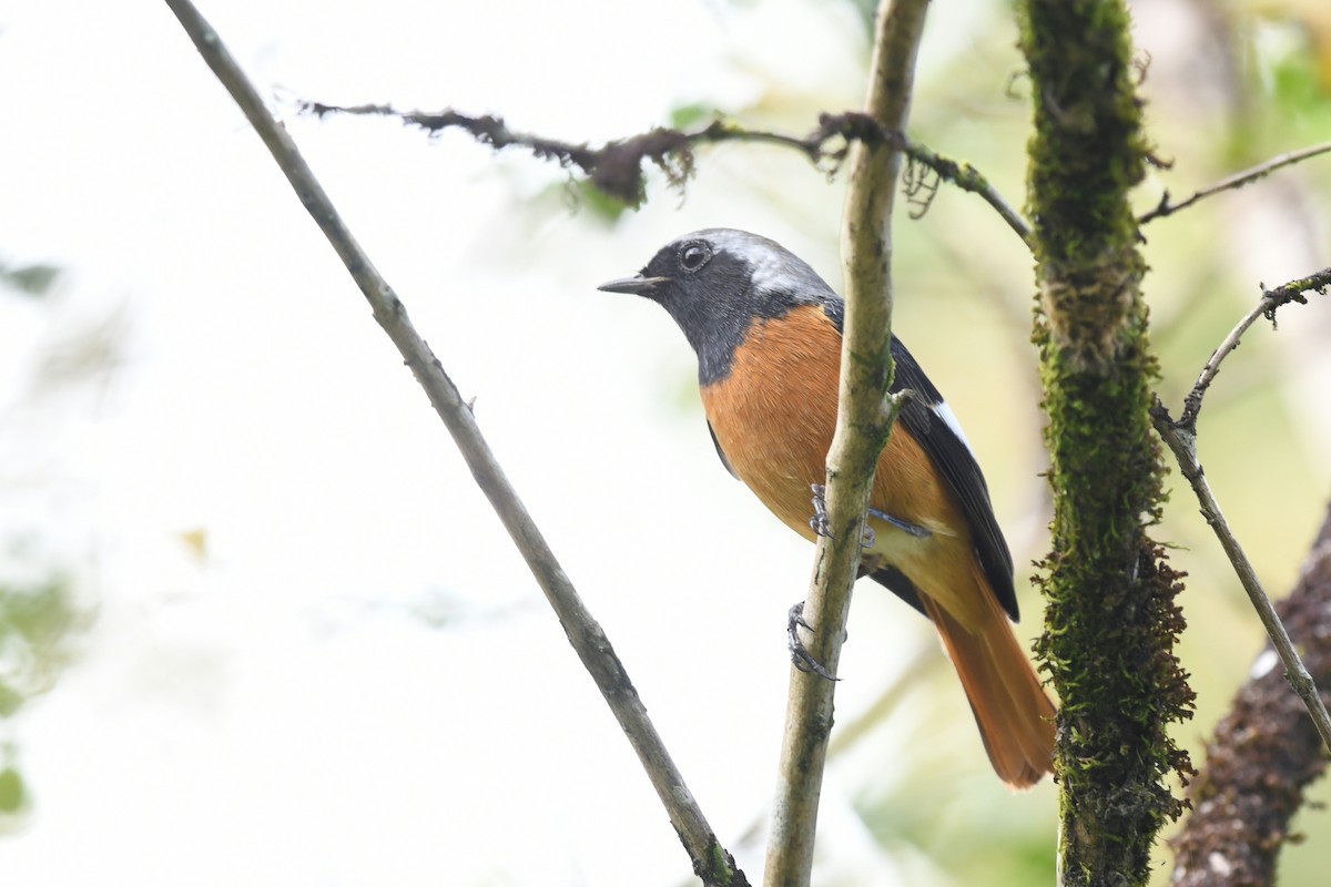 חכלילית סיבירית - ML645038788