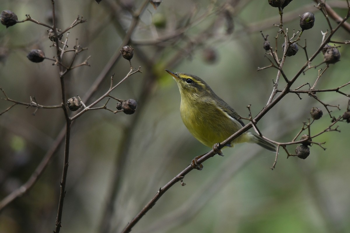 Tickell Çıvgını - ML645038795