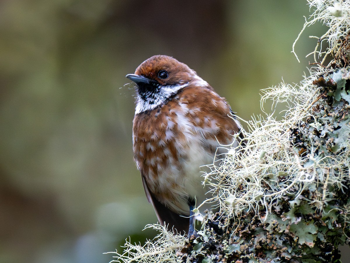 Hawaii Elepaio - ML645038803