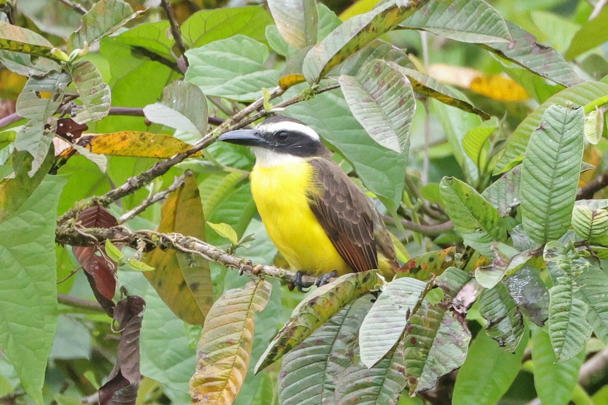 Boat-billed Flycatcher - ML645038815