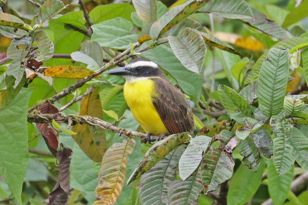 Boat-billed Flycatcher - ML645038816