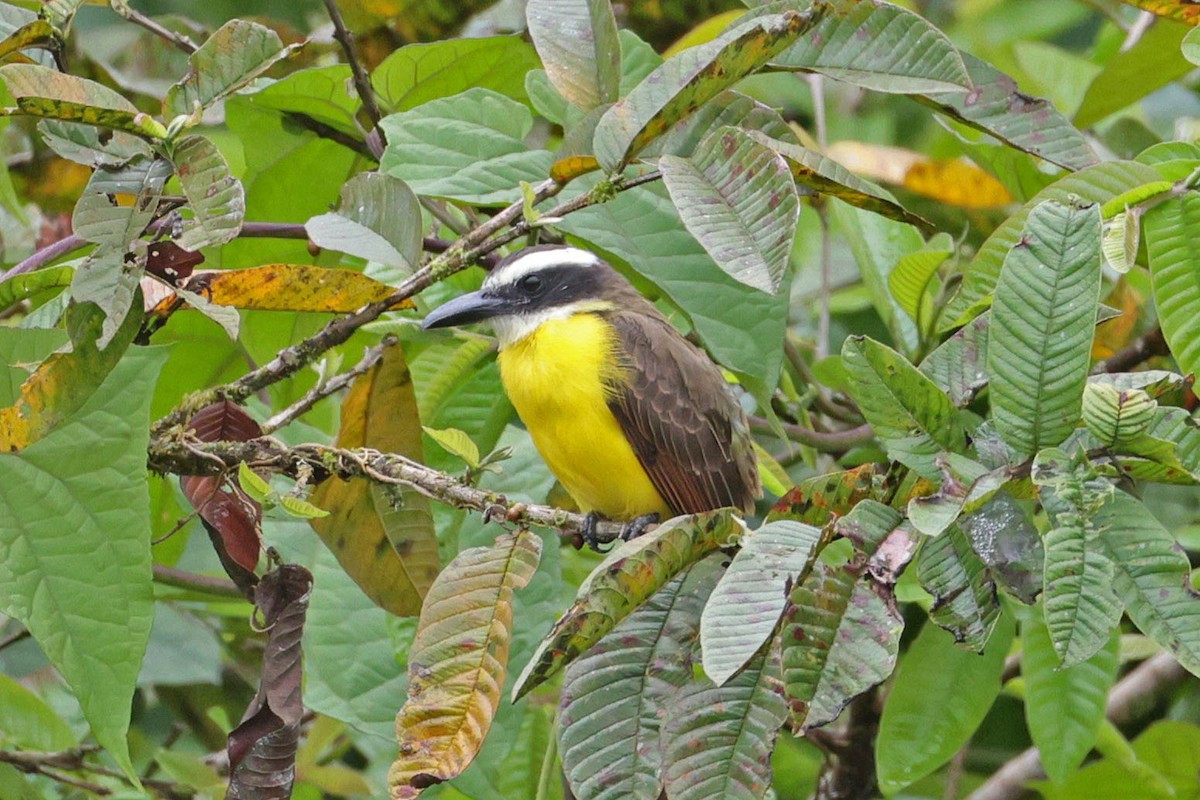 Boat-billed Flycatcher - ML645038817