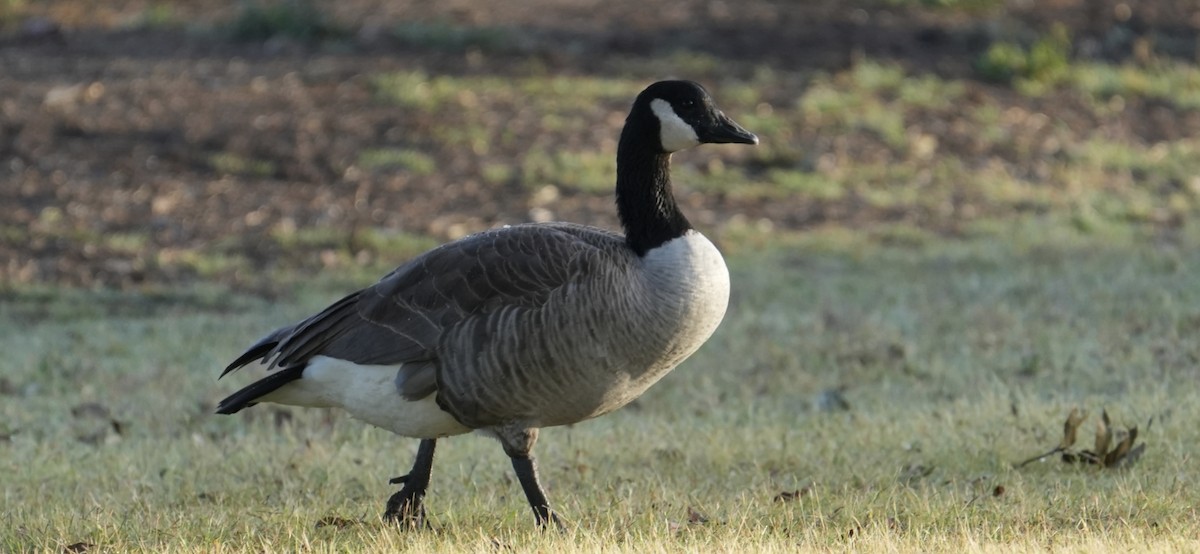 カナダガン - ML645038824