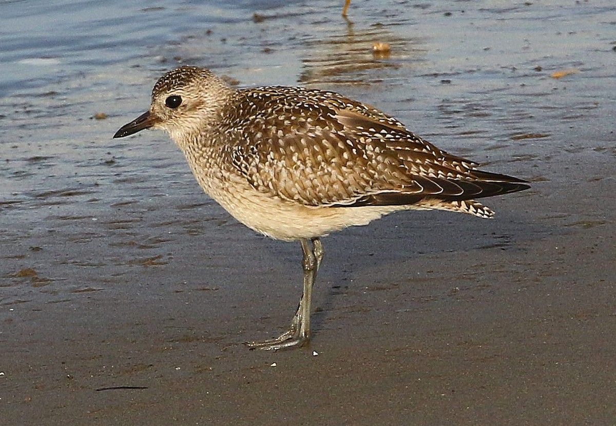 Буурал сүвээ цагаан - ML645038853