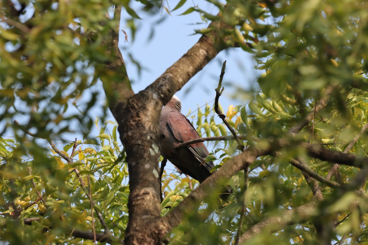 Pale-capped Pigeon - ML645038855