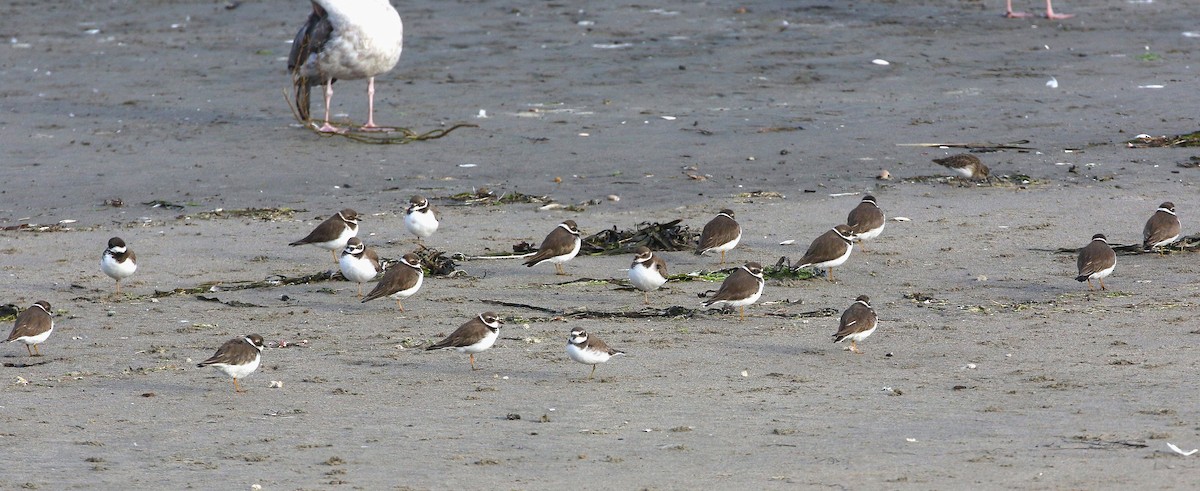 Semipalmated Plover - ML645038856