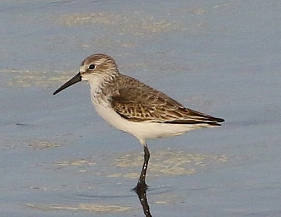 Western Sandpiper - ML645038864