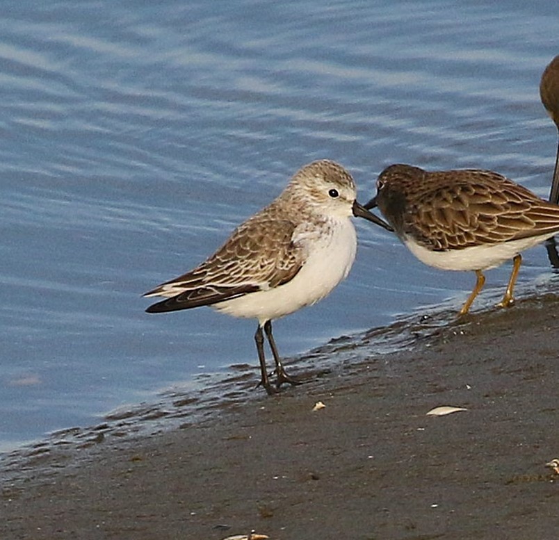 Western Sandpiper - ML645038865