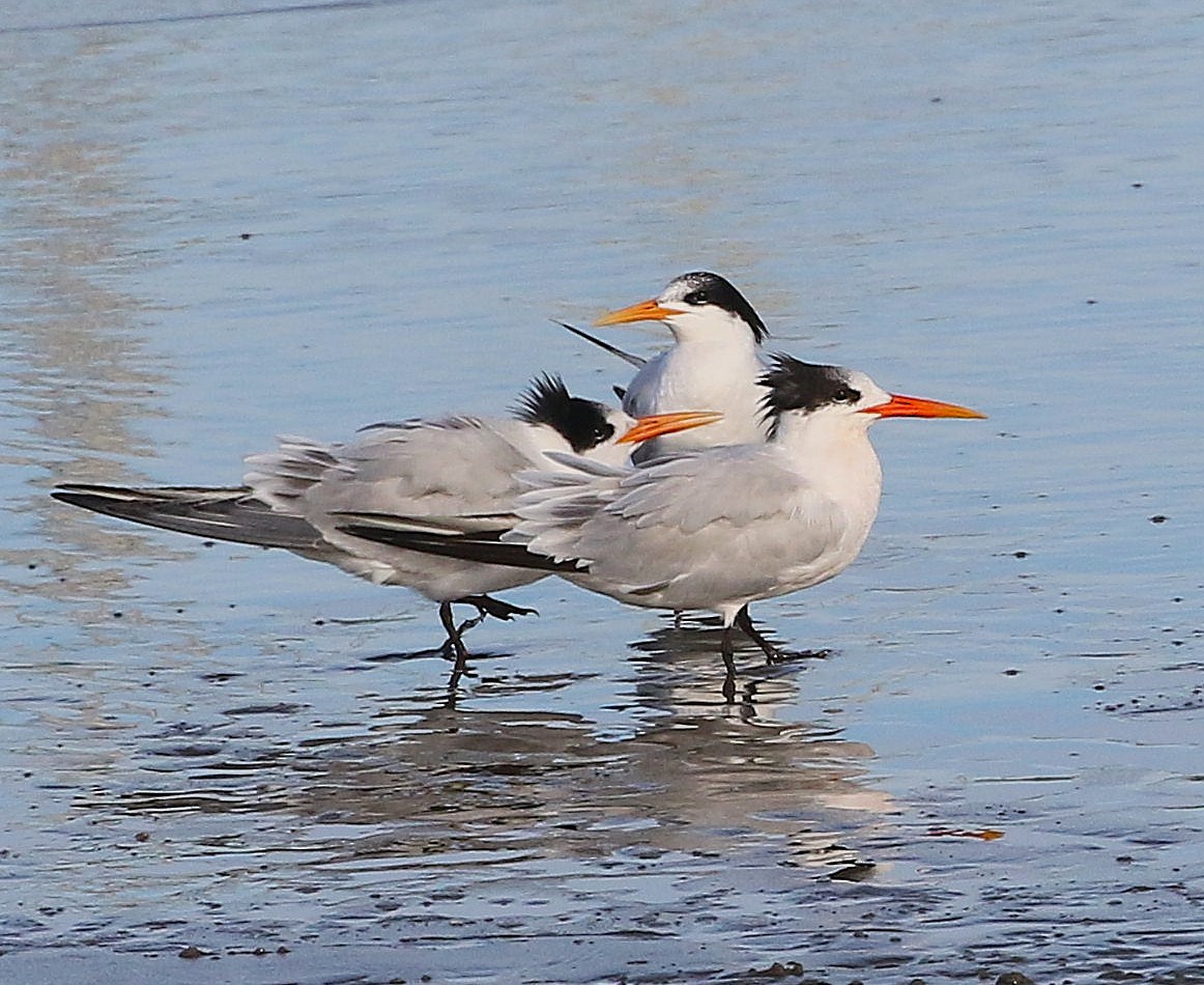 Elegant Tern - ML645038867