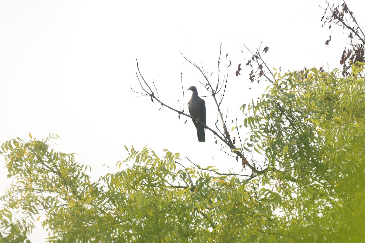 Pale-capped Pigeon - ML645038873