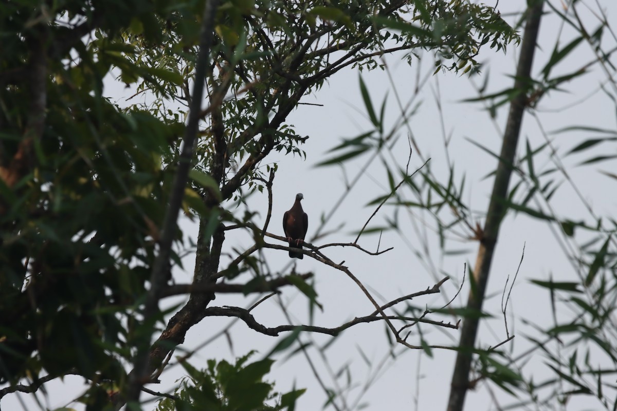 Pale-capped Pigeon - ML645038874