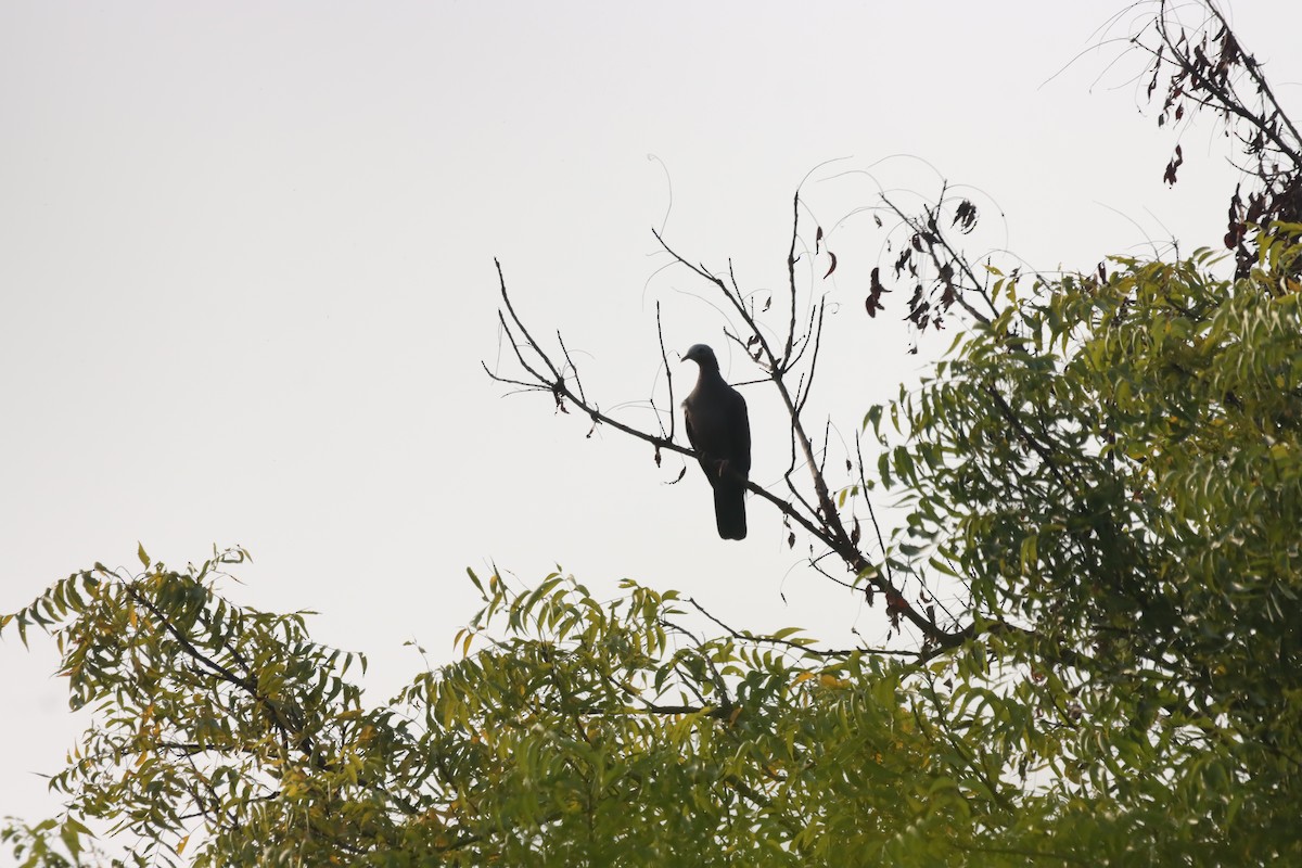Pale-capped Pigeon - ML645038875